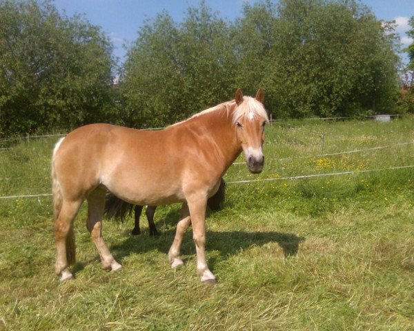 Zuchtstute Karolina (Haflinger, 2011, von Antares (1,17% ox))