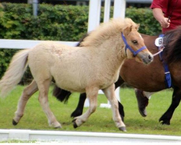 jumper Taifun von Repgow (Shetland pony (under 87 cm), 2017, from Schalenburgs Thank You)