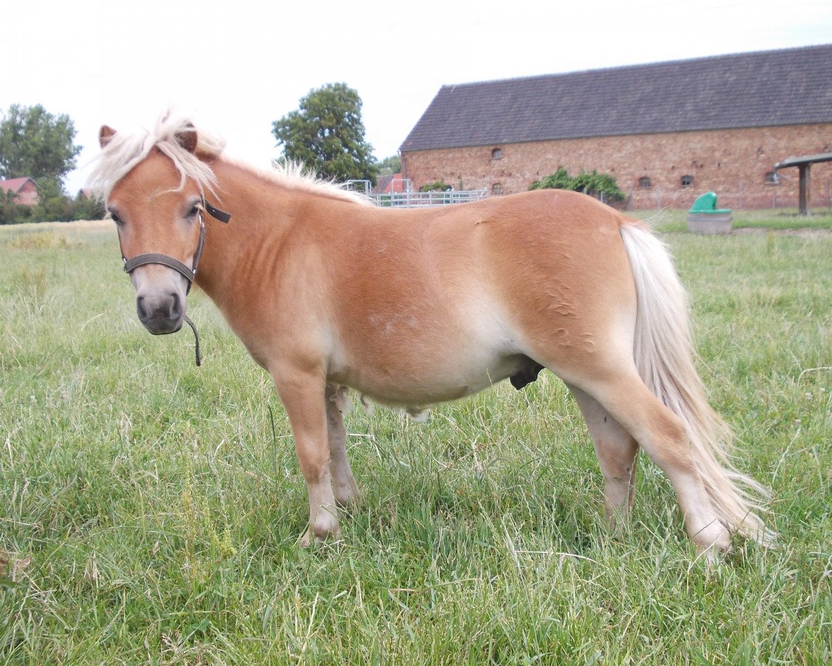 horse Simplex von Repgow (Shetland pony (under 87 cm), 2014, from Sir Paul)