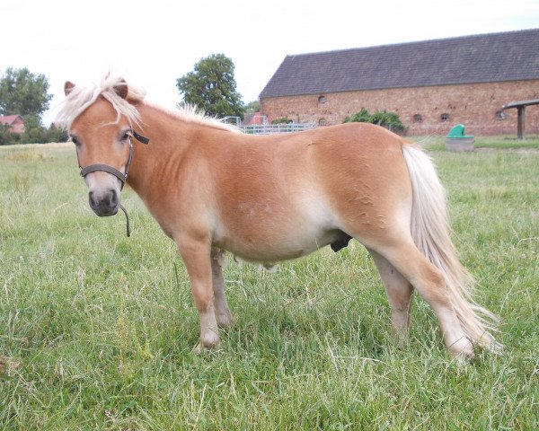 Pferd Simplex von Repgow (Shetland Pony (unter 87 cm), 2014, von Sir Paul)