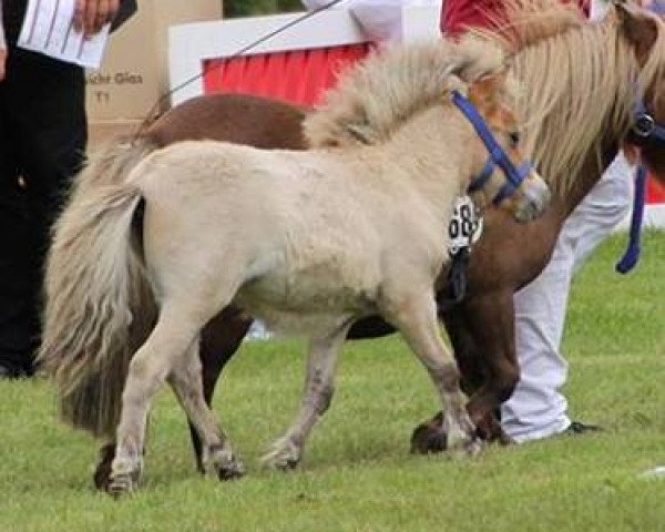 Zuchtstute Haiti von Repgow (Shetland Pony (unter 87 cm), 2017, von Schalenburgs Thank You)