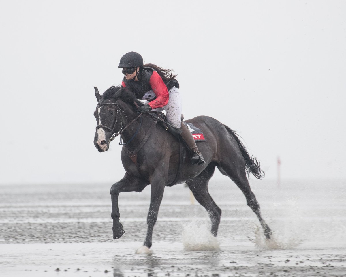 Springpferd Ivano Carino (unbekannt, 2009, von Ivan n.g.)