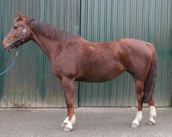 broodmare Azemieka VDL (KWPN (Royal Dutch Sporthorse), 2005, from Darco)