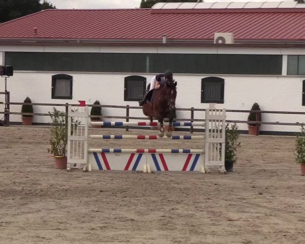 Reitturnier Hamburg-Klein Offenseth/Hell-Stallion-Stud 2018