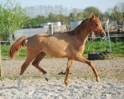 dressage horse Carino (German Riding Pony, 2015, from Kastanienhof Cockney Cracker)