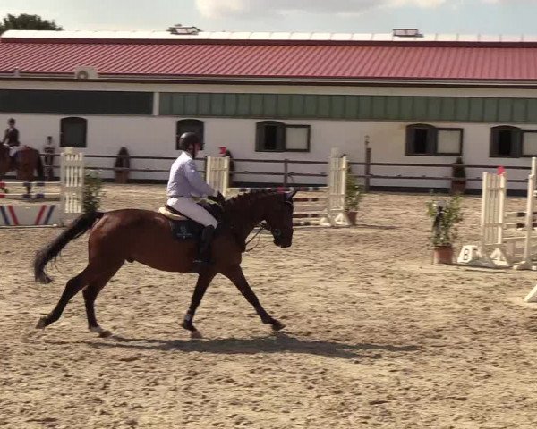 Reitturnier Hamburg-Klein Offenseth/Hell-Stallion-Stud 2018