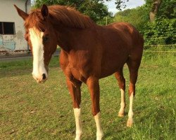 broodmare Luiza J (Hanoverian, 2009, from Locksley II)