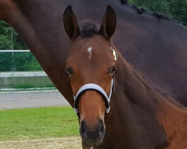 dressage horse Dream of Namibia (Oldenburg, 2017, from Glock's Dream Boy)