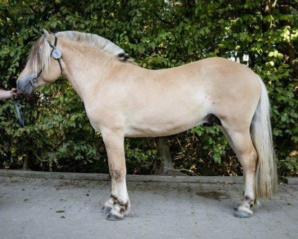 horse Kaisas Teo (Fjord Horse, 2019, from Fjelltor N.2527)