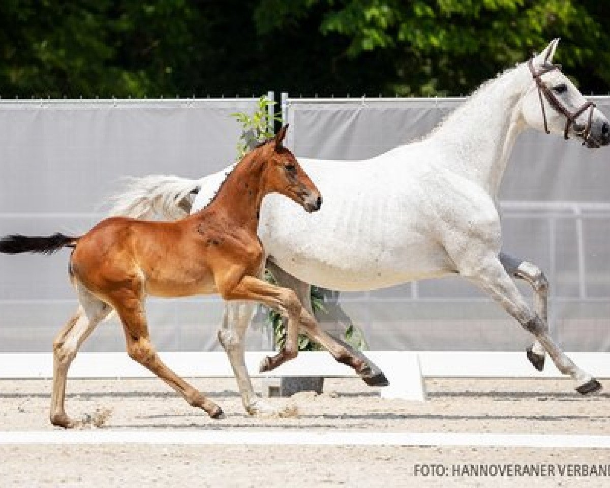 Springpferd Kanaro LM (Hannoveraner, 2021, von Karajan)