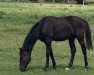 Dressurpferd Total's Black Devil (Oldenburger, 2020, von Total Hope OLD)