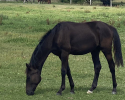 dressage horse Total's Black Devil (Oldenburg, 2020, from Total Hope OLD)