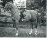 broodmare Ciola (Royal Warmblood Studbook of the Netherlands (KWPN), 1984, from Pion)