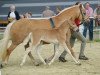 Pferd Stute von Stilton (Haflinger, 2017, von Stilton)