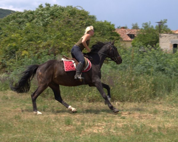 Springpferd Syrius (Ungarisches Warmblut, 2007)