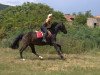 jumper Syrius (Hungarian Warmblood, 2007)