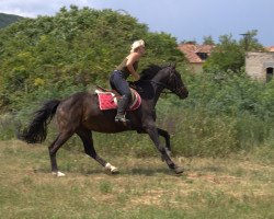 jumper Syrius (Hungarian Warmblood, 2007)