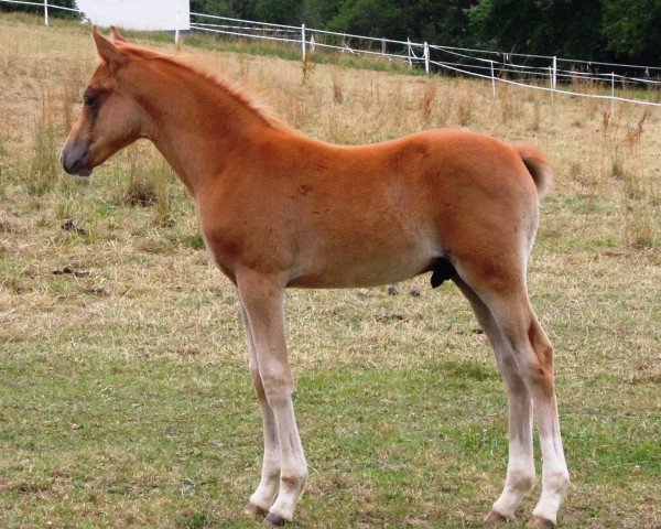 dressage horse RM Oragé (German Riding Pony, 2017, from Ogier K WE)