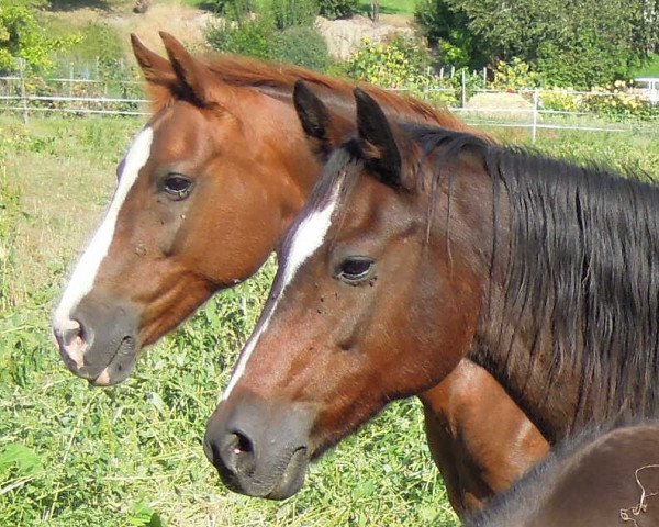 broodmare Titanic (German Riding Pony, 1989, from Rosedale Tiberius)