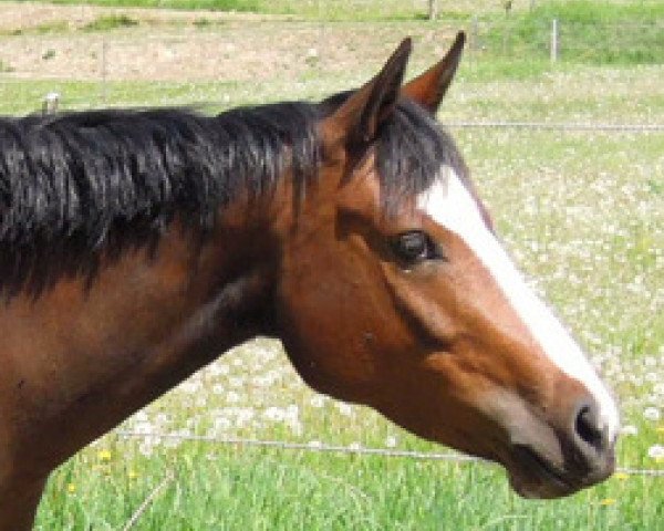 broodmare RM Valerina (German Riding Pony, 2009, from Valido's Highlight)
