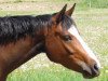 broodmare RM Valerina (German Riding Pony, 2009, from Valido's Highlight)