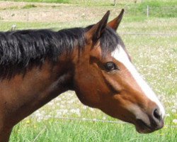 Zuchtstute RM Valerina (Deutsches Reitpony, 2009, von Valido's Highlight)