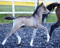 Pferd RM Most Beautiful Girl (Deutsches Reitpony, 2017, von Movie Star)