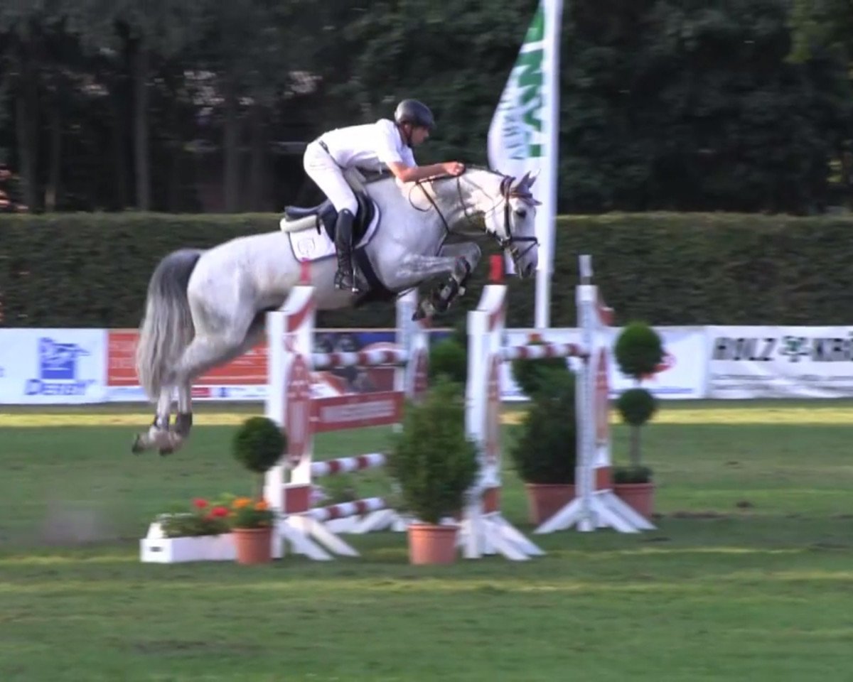broodmare Cosma Go R (Westphalian, 2006, from Cornet Obolensky)