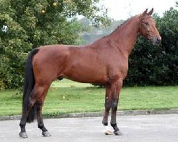 stallion Expression (KWPN (Royal Dutch Sporthorse), 2009, from Vivaldi)