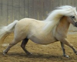 broodmare Shandydown Dame Vera (Shetland pony (under 87 cm), 1995, from Kerswell Rum)