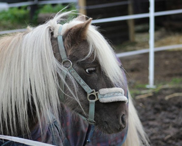 dressage horse Jimmy von der Bollheide (German Classic Pony, 2011, from Jonny)