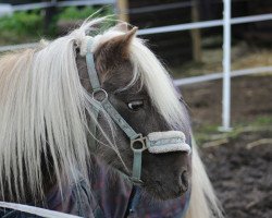 Pferd Jimmy von der Bollheide (Deutsches Classic Pony, 2011, von Jonny)