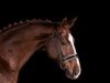 dressage horse Stelando P (German Warmblood, 2010, from Steniro)