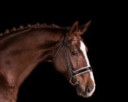 dressage horse Stelando P (German Warmblood, 2010, from Steniro)