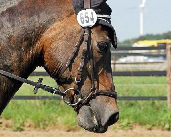 dressage horse Schoko (Welsh-Cob (Sek. D), 2002, from Tirion Flying Magic)