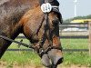 dressage horse Schoko (Welsh-Cob (Sek. D), 2002, from Tirion Flying Magic)