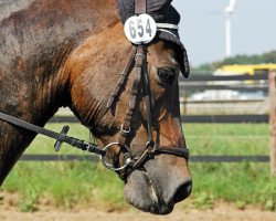 Dressurpferd Schoko (Welsh-Cob (Sek. D), 2002, von Tirion Flying Magic)