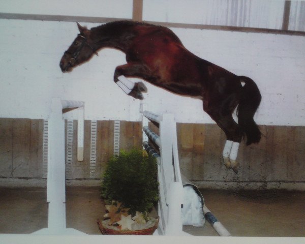 horse Flyco (Zweibrücken, 1997, from Flying Star)