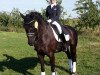 dressage horse Hija de La Luna R (Hanoverian, 2006, from Hohenstein I)