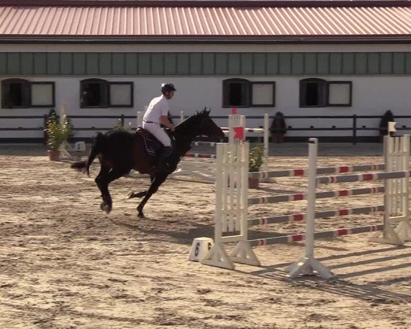 Reitturnier Hamburg-Klein Offenseth/Hell-Stallion-Stud 2018