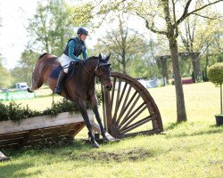 dressage horse Grandmaree (Hanoverian, 2005, from Garant)