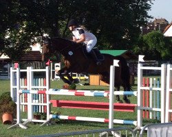 jumper Cavalero 3 (German Sport Horse, 2007, from Corea)