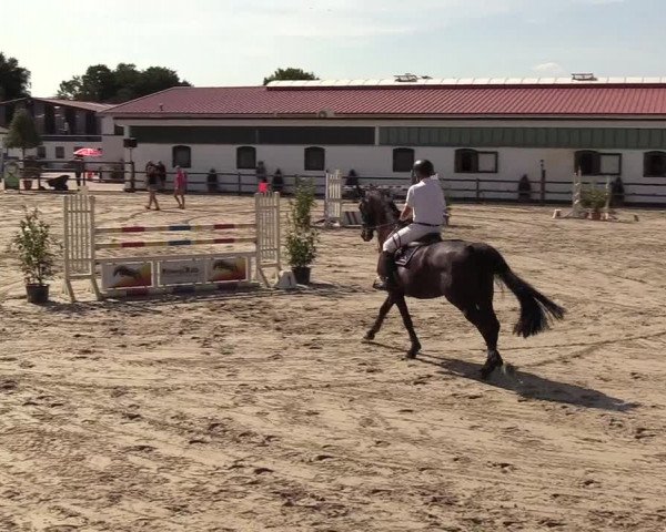 Reitturnier Hamburg-Klein Offenseth/Hell-Stallion-Stud 2018