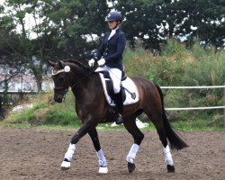 dressage horse Callemio (Westphalian, 2012, from Conen)