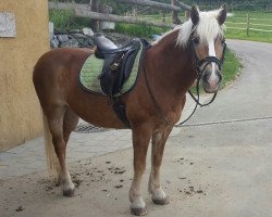 broodmare Selina (Haflinger, 1994, from Sternberg)