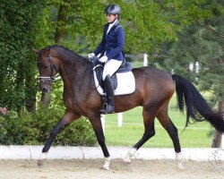 dressage horse Fantastic Romance S (Oldenburg, 2013, from For Romance I)