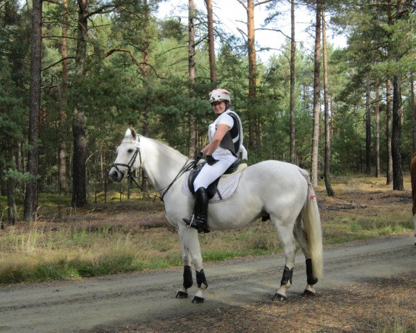 Pferd Clio Boy (Deutsches Sportpferd,  , von Cockpit)