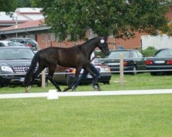 broodmare Romantica (Hanoverian, 2008, from Rotspon)