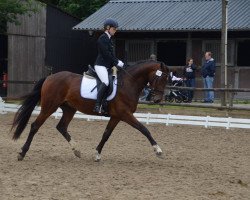 dressage horse Darius T (Westphalian, 2013, from Desiderius L)