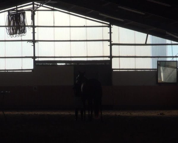 Reitturnier Datteln 2018
